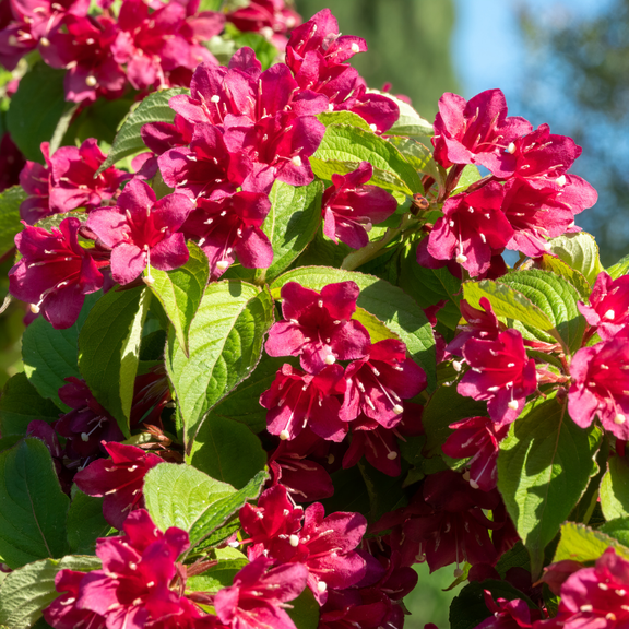 Red Weigela Flowering Shrub, 8-10 Inch Tall, Live Dormant Weigela Plant, Red Flowering Plant for Outdoor Gardens