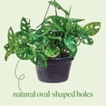 thumbnail image 6 of American Plant Exchange Monstera Adansonii Hanging Basket, 8-Inch, Wide Leaf Swiss Cheese Plant, Live Houseplant, 6 of 7