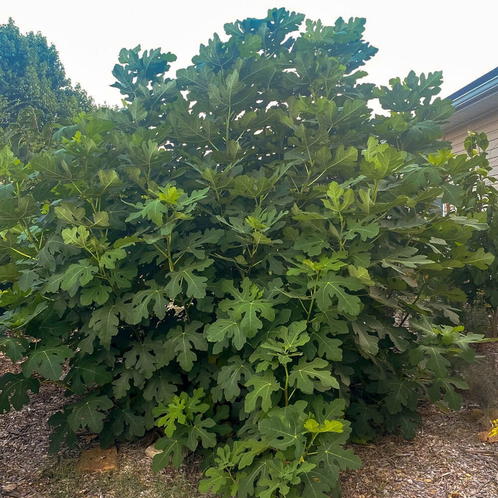 Expert Gardener Celeste Fig Live Tree, 2.5 Gallon