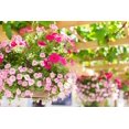 thumbnail image 4 of Dripworks Hanging Basket Drip Irrigation Kit | Waters Upto 20 Hanging Baskets | Agricultural Grade Components, 4 of 6