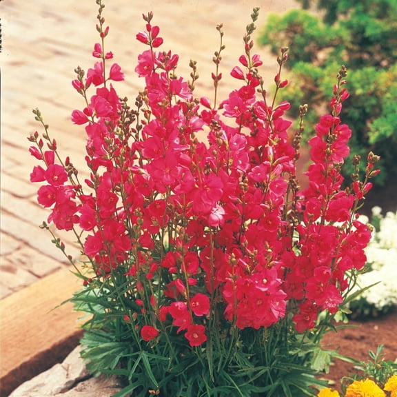 Direct Gardening Chaters Double Red Flowering Hollyhock Dormang Bare Root Perennial Starter Plant