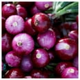 thumbnail image 2 of Everwilde Farms - 1 lb Ruby Red Onion Seeds - Gold Vault Bulk Seed Packet, 2 of 3