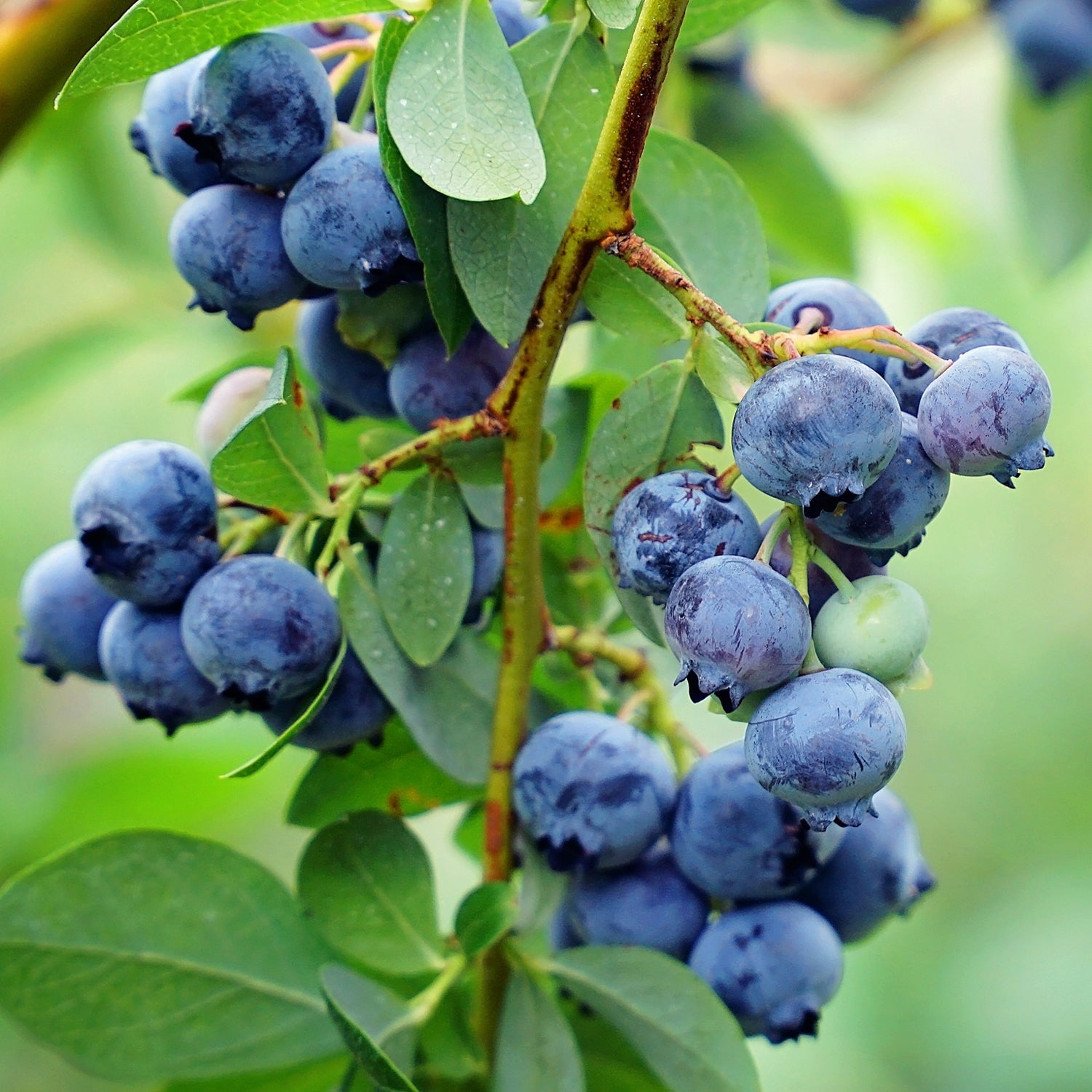 Expert Gardener 2-3 ft tall Climax Rabbiteye Blueberry Live Shrub in 5-Gallon Grower Pot