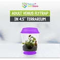 thumbnail image 4 of Tienda de regalos Terrarium Venus Fly Trap Live Plant Nature, 4 of 7