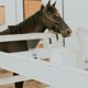 thumbnail image 4 of WASHWEPE Rastrillo De Deshedding Para De Vaca Y Caballo Ideal Para Uso En Y Húmedo Con Manejo Fácil, 4 of 8