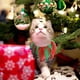 thumbnail image 3 of Gorro navideño, babero, traje, gorro para gato, accesorios para collar, 3 of 6