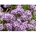 thumbnail image 6 of 25 Sweet Alyssum Violet Seeds – Tiny Colorful Flower Seeds for Spring & Fall Gardens – Ideal for Pathways, Edges & Hanging Baskets, 6 of 6