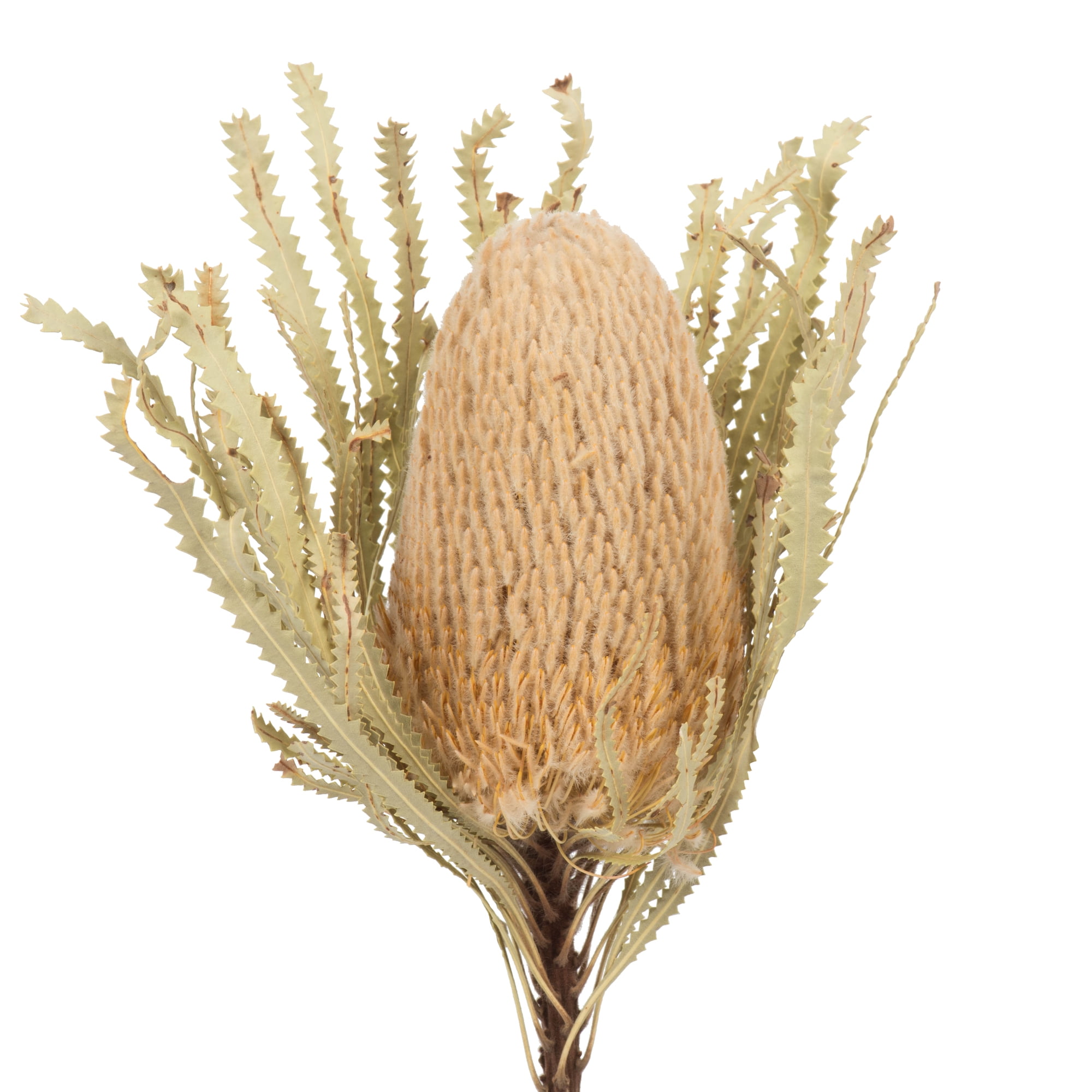 Vickerman 12" Jumbo Natural Banksia Flower with Stem, Natural Preserved Dried Plant for Wedding Bouquets Home Decor or Everyday Arrangements 3 Per Pack