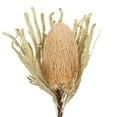thumbnail image 2 of Vickerman 12" Natural Banksia Flower. Includes 25 Stems per Pack. Dried, 2 of 6