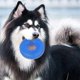 thumbnail image 5 of Durable Dog Squeaky Chew Toys For Aggressive Chewers Dental Teething Cleaning Soft Natural Rubber(blue), 5 of 5
