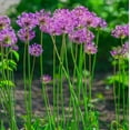 thumbnail image 3 of Easy to Grow Allium Purple Sensation 20 Plant Bulbs, Spring Summer Sun Zone 4-9, 3 of 6