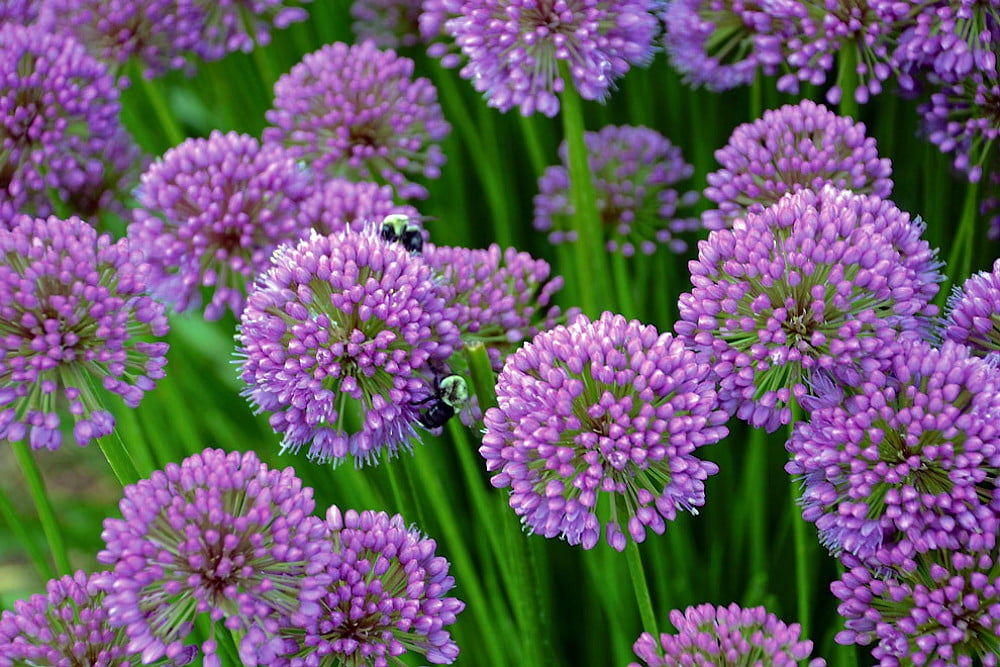 Millenium Flowering Onion Allium Quart Pot 2018