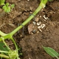 thumbnail image 3 of 10Pcs U-Shaped Steel Pegs for Camping and Garden Maintenance, 3 of 8