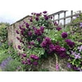 thumbnail image 6 of Seedville 5 Purple Climbing Rose Flower Seeds, Fragrant Rosa Bush Vine for Butterfly Gardens, 6 of 8
