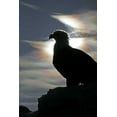 thumbnail image 2 of Illg, Cathy and Gordon 17x24 White Modern Wood Framed Museum Art Print Titled - AK, Homer Bald eagle backlit by sunlight, 2 of 4