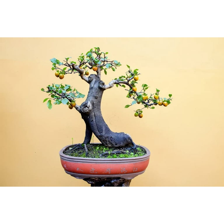 10 Persimmon Tree Seeds - Made in USA, Ships from Iowa - Popular Outdoor  Tree or Bonsai - Walmart.com