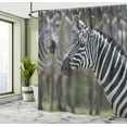 thumbnail image 5 of Ambesonne African Shower Curtain, Zebra in Serengati Park, 69"Wx84"L, Reseda Green White Black, 5 of 5
