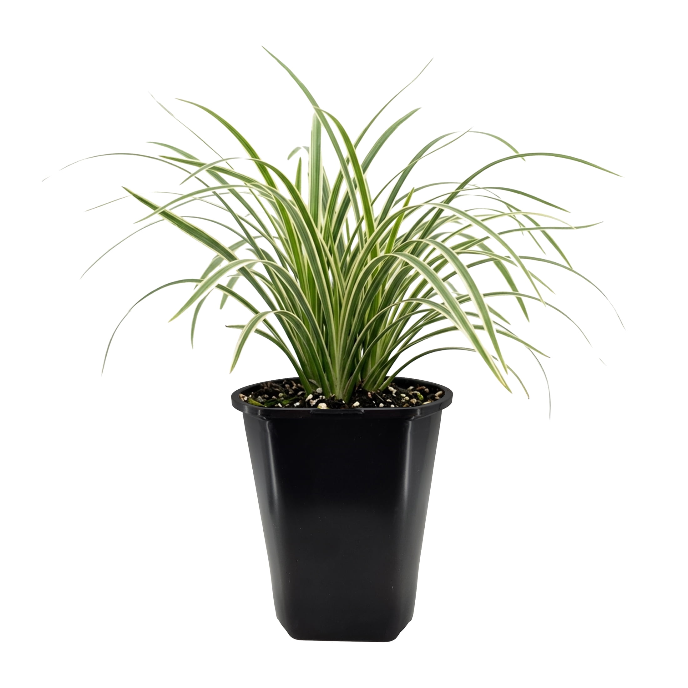 Expert Gardener Outdoor Live Plant Asiatic Lily Red 2.5QT, Sun