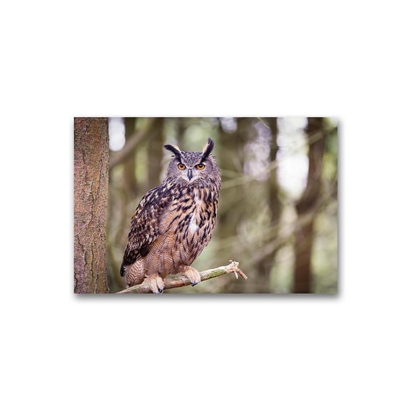Beautiful Eurasian Eagle-owl Poster -Image by Shutterstock