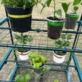thumbnail image 4 of Greenhouse with Shelves, 4 of 18