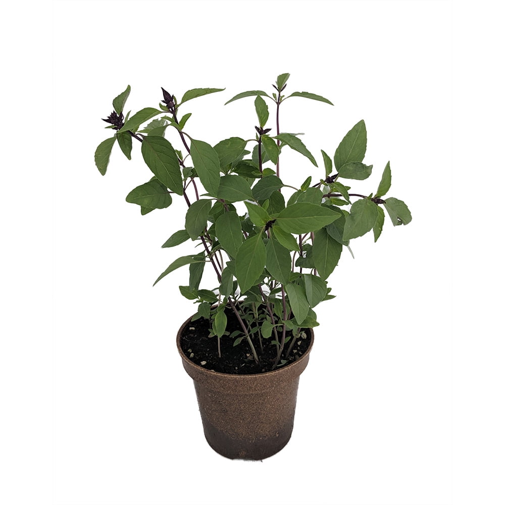Organic Thai Basil Dark Purple Flowers 4.5" Biodegradable Pot