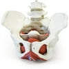 Walter Products Female Pelvis with Organs