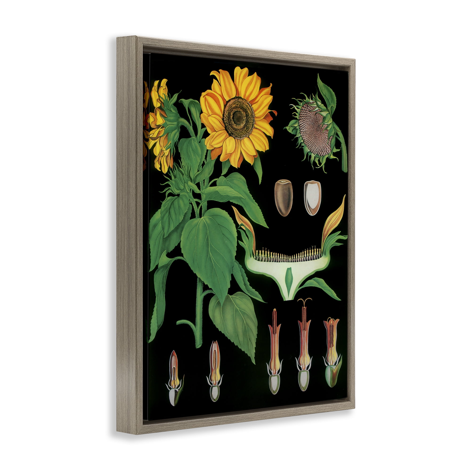 Stupell Industries Sunflower Bulb Illustrations Brown Framed Floater Canvas Wall Art, design by Vintage Hustle