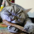thumbnail image 3 of Paquete de 5 palitos de molienda para gatos machos Paquete de 20 Piezas 1, 3 of 9