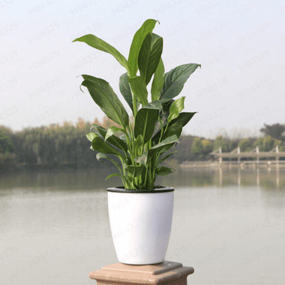 Self Watering Flower Pot Automatic Absorption Plastic Planter for Indoor House Plants Green Herbs Easy Care