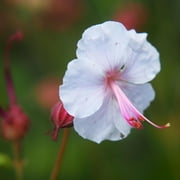 White & Pink Geranium Biokovo | Beautiful White & Pink Blooms - Perennial Plant - 3 Bare Root Flower Plants - Hardy to Zone 5