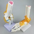 thumbnail image 2 of Modèle Anatomique Humain pour Articulation de l'Épaule avec Outils Fonctionnels pour Ligaments, 2 of 6