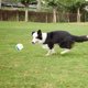 thumbnail image 3 of Juguete de látex de goma chirriante para perros pequeños, medianos y grandes, que rebota, interactivo, para buscar y jugar, flota en el agua para masticar suave, 3 of 5