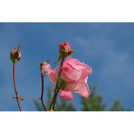 Pink Rose Bud Print - LAMINATED POSTER Bud Pink Autumn Sky Roses Flowers Blue Poster Print 24 x 36