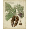 thumbnail image 2 of Fletcher, Henry 12x14 Gold Ornate Wood Framed with Double Matting Museum Art Print Titled - Antique Conifers II, 2 of 4