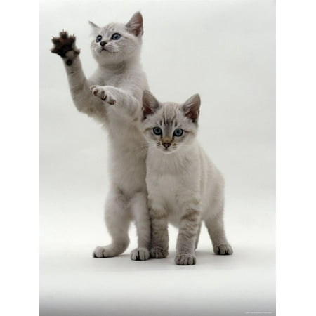 Domestic Cat, Two Blue-Eyed Sepia Snow Bengal Kittens, One Reaching Up Print Wall Art By Jane