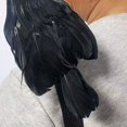 thumbnail image 3 of Jubilant  Black Decoration for Yard Lifesize Realistic Black Crow Decoration Halloween Prop with Bendable Feet for Indoor/outdoor for Haunted for Halloween, 3 of 8