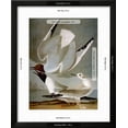 thumbnail image 3 of Audubon Gull, Animals Framed Art Print Wall Art by John James Audubon Sold by Art.Com, 3 of 6