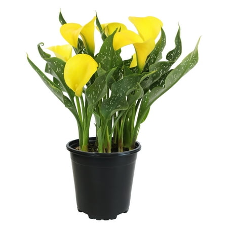 Expert Gardener 2QT Calla Lily Live Plant Sun