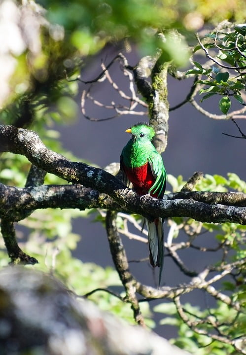 wildbird quetzal for sale