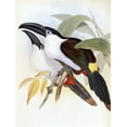 thumbnail image 2 of Gould, John 25x32 Black Ornate Wood Framed with Double Matting Museum Art Print Titled - Black-Billed Hill Toucan, 2 of 4