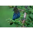 thumbnail image 2 of Fitzharris, Tim 24x17 Gold Ornate Wood Framed with Double Matting Museum Art Print Titled - Stellers Jay, 2 of 4