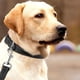 thumbnail image 3 of Collar de perro reflectante: relleno y color/costuras reflectantes para hacer este collar., 3 of 5