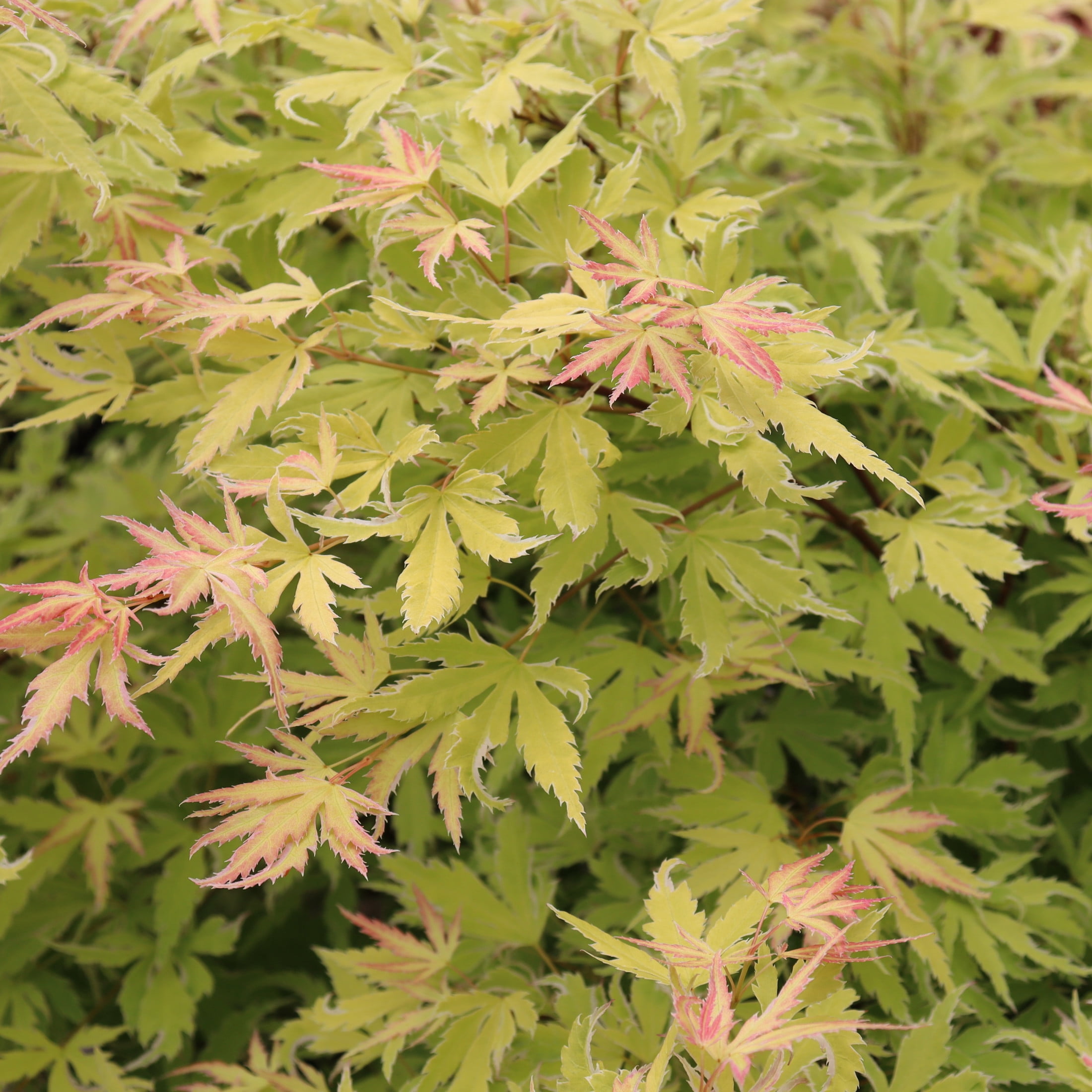 Proven Winners ColorChoice 5" Metamorphosa Japanese Maple Live Plant in 4.5" Pot (4 Count)