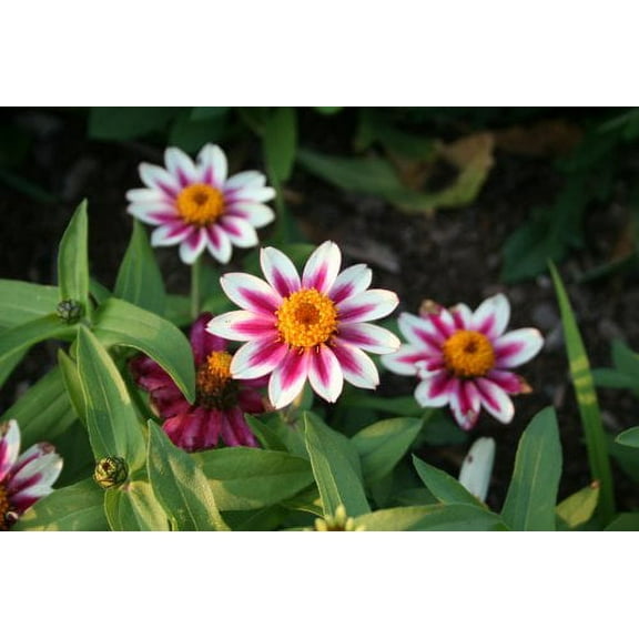 Zinnia Zahara Starlight Rose Nice Garden Flower 10 Seeds