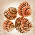 thumbnail image 2 of Reynolds, Richard 20x20 Gold Ornate Wood Framed with Double Matting Museum Art Print Titled - Tectarus Coronatus, 2 of 4