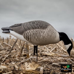 AVERY OUTDOORS GHG HUNTER SERIES LESSER CANADA GOOSE DECOYS - FEEDER (Best Goose Decoys On The Market)