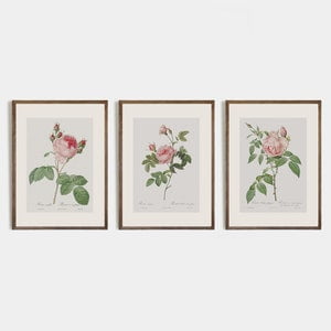 Vintage Roses Wall Art Prints, Botanical art, Botanical Decor, Vintage Roses Print, Modern Wall Art, Victorian Illustration, Set of 3 Roses, Poster Only