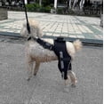thumbnail image 4 of Pet Joint Brace for Dog Hind Leg Stability and Comfort, 4 of 5