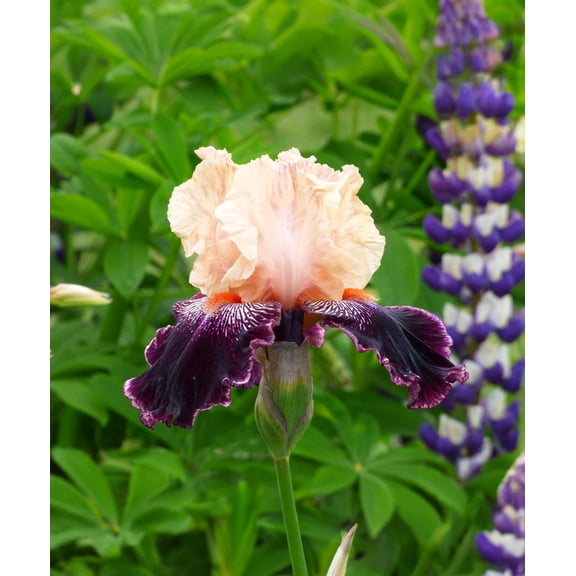 Wench Tall Bearded Iris - 1 Rhizome