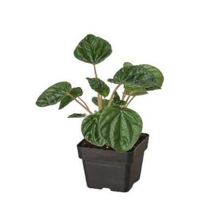 House Plant Dropship 3-PEPEROMIA-CAPERATA.RIPPLE 3 in. Peperomia Ripple Pot